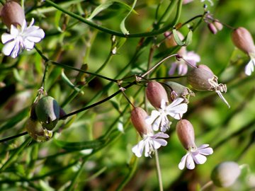 Silene vulgaris